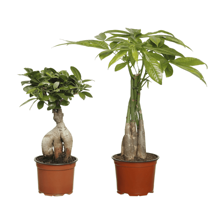 aldi supermercado tienda plantas ser vivo natural árboles diseño casa hogar oferta