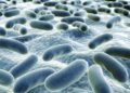 flora bacteriana organismo