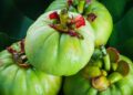 Garcinia cambogia