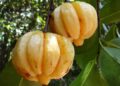 Garcinia cambogia
