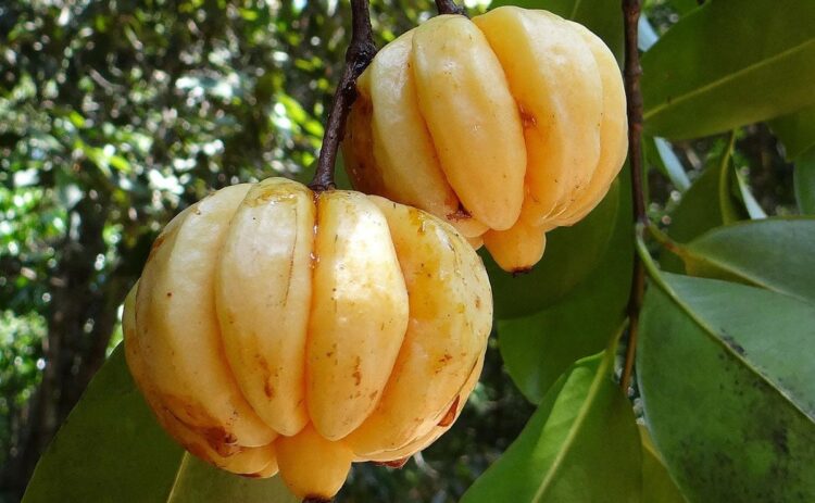 Garcinia cambogia