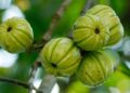 Garcinia cambogia