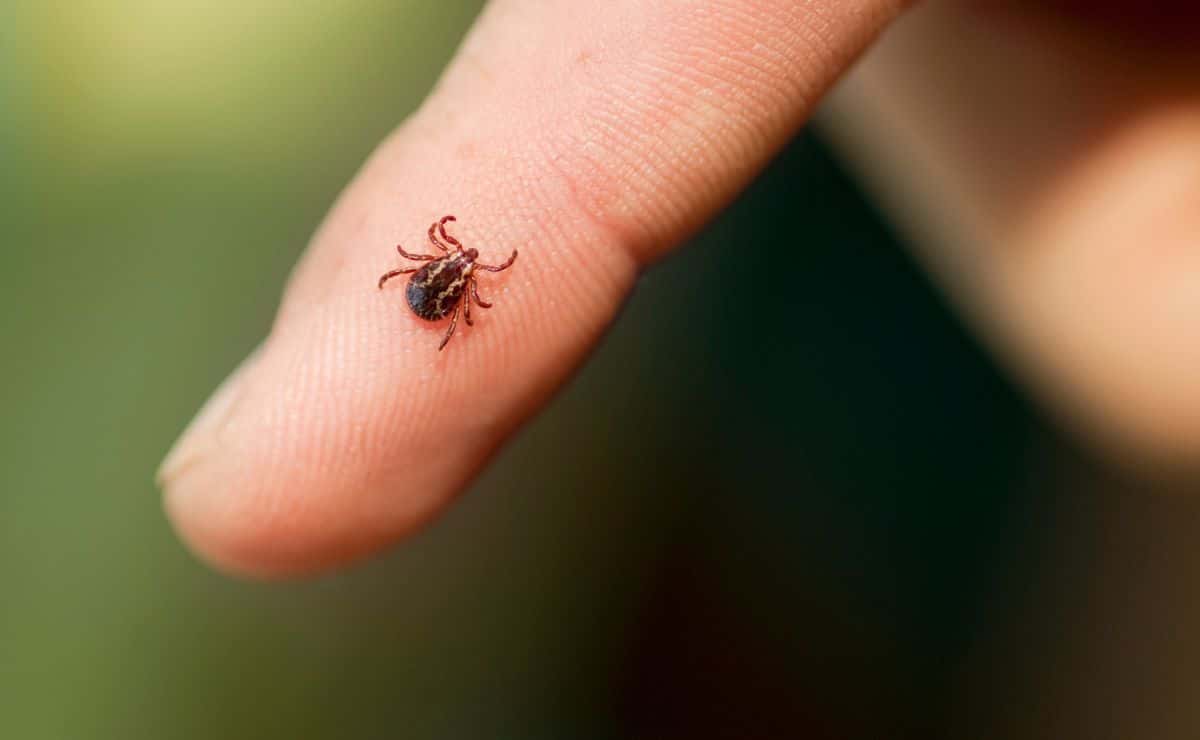 garrapatas ocu plaga insectos bichos consejos recomendaciones verano