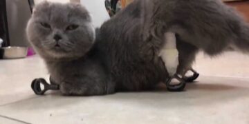 Gata con prótesis 3D