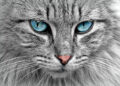 gato Lyssavirus