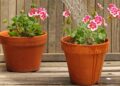 Formas de regar las plantas en vacaciones