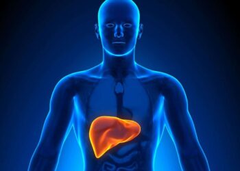 hígado alimento organismo digestión tracto digestivo microbiota flora órgano inglés
