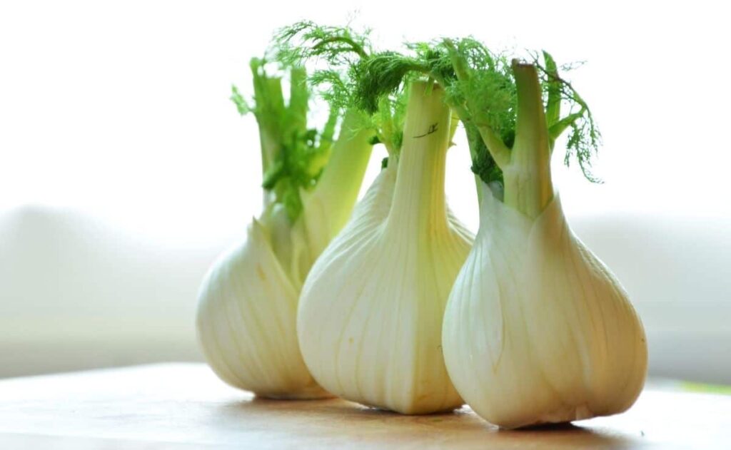 hinojo alimento digestión intestino flora microbiota tracto hortaliza