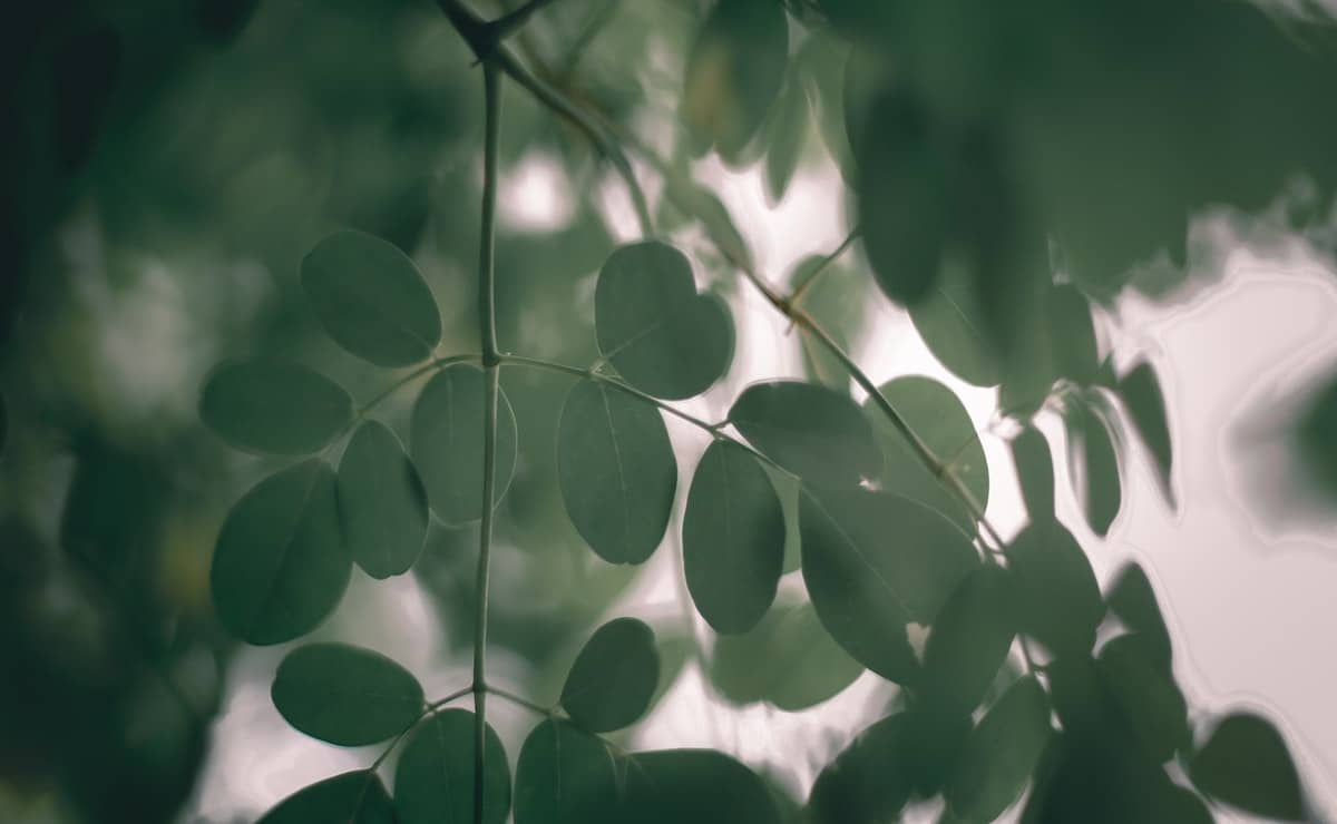 semillas y hojas de la moringa