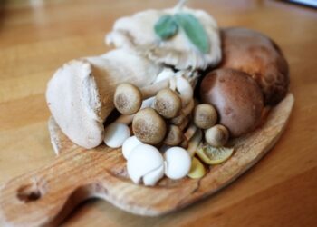 El hongo Reishi es uno de los mejores superalimentos para el sistema inmunitario