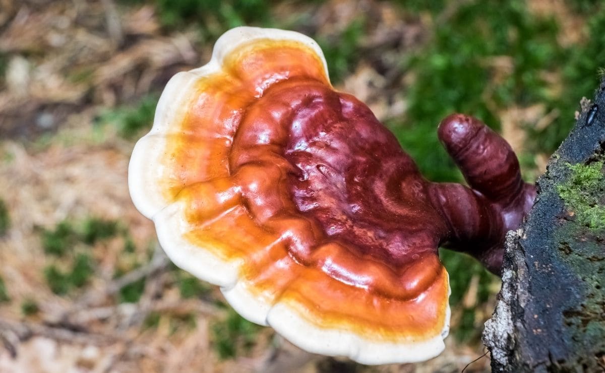 El hongo Reishi es uno de los mejores superalimentos para el sistema inmunitario