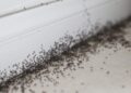 hormigas plaga insectos ocu bichos trucos recomendaciones