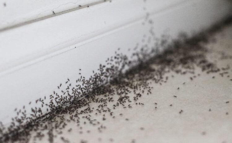 hormigas plaga insectos ocu bichos trucos recomendaciones