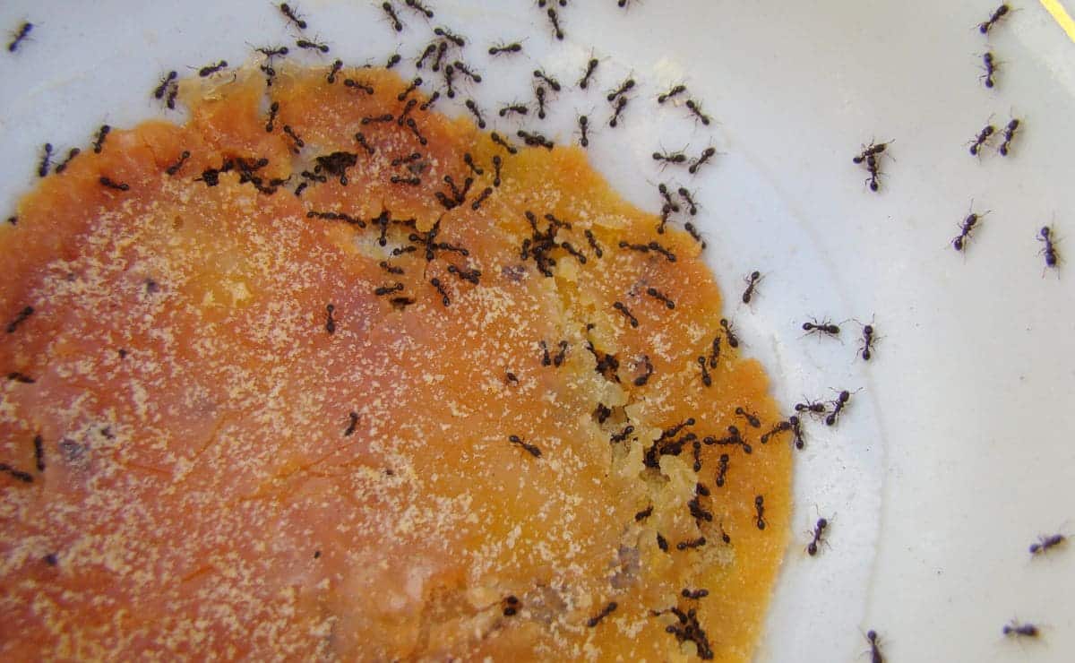hormigas plaga insectos ocu bichos trucos recomendaciones