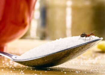 5 remedios para eliminar las plagas de hormigas de forma natural
