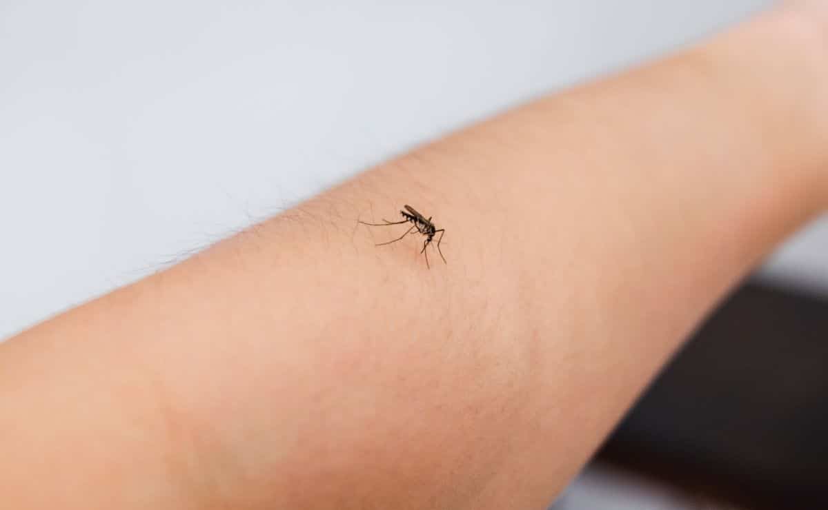 humidificador olor mosquito remedio insectos bichos