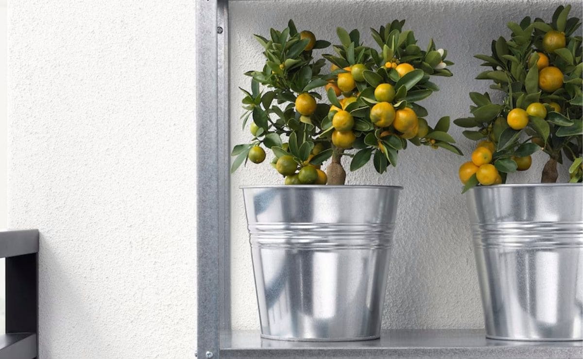 Planta Citrus exterior