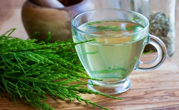 5 beneficios de la infusión de cola de caballo que no conocías