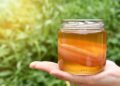 Probióticos: los beneficios de la kombucha para la salud del organismo