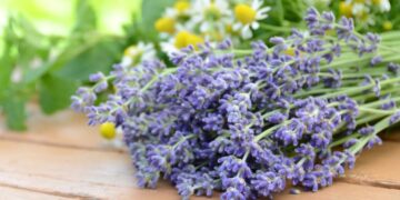 Plantas resistentes a la sequía como la lavanda