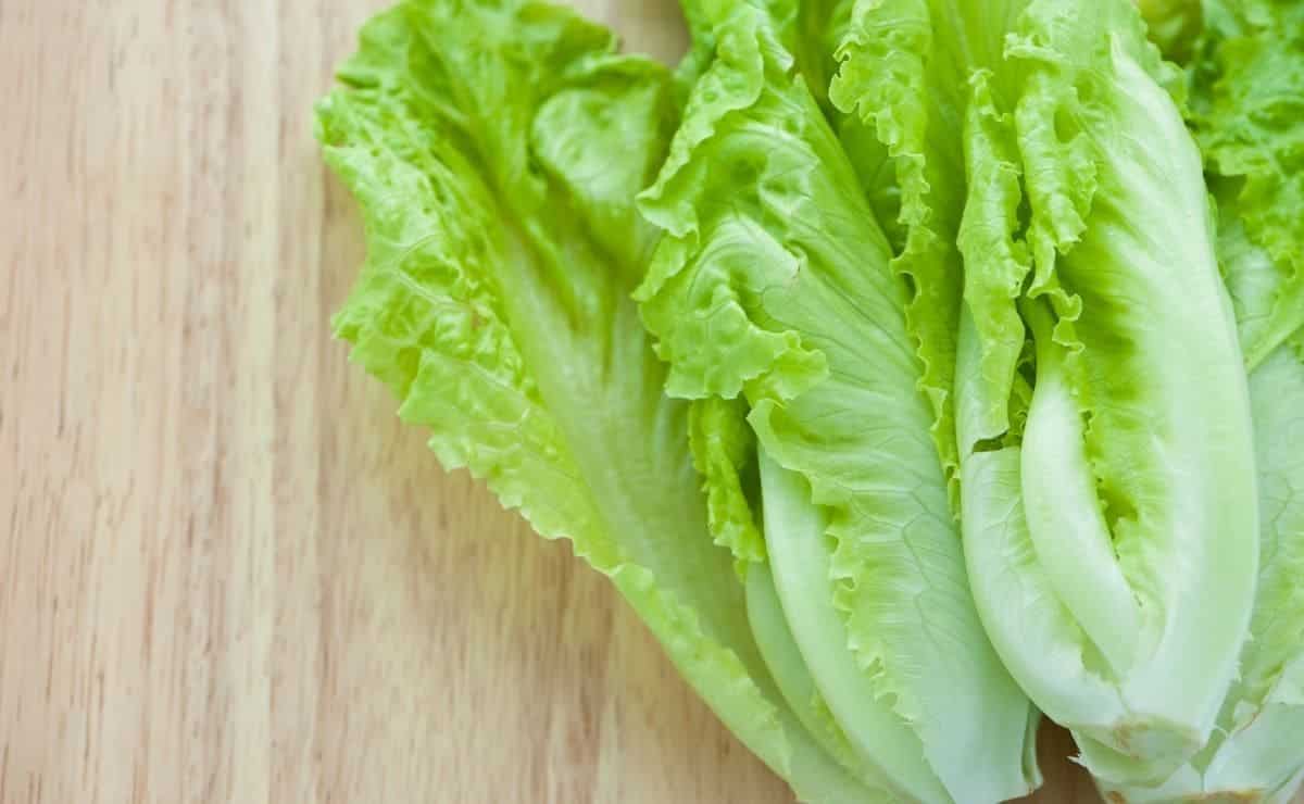 Lechuga crecida en botella de plástico