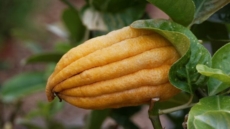 limón mano de buda
