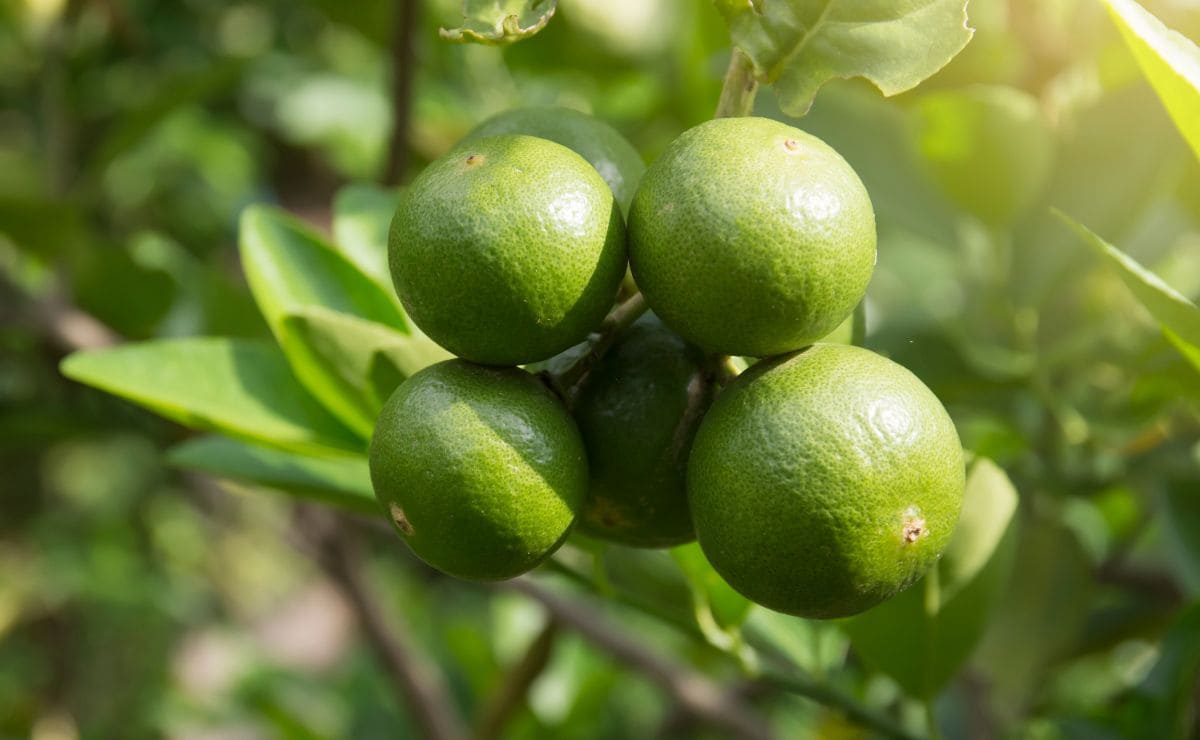 Propiedades del limón verde