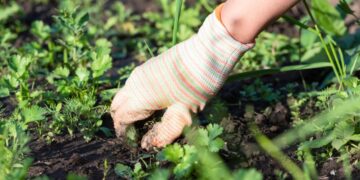 Cómo eliminar la mala hierba del jardín con remedios caseros