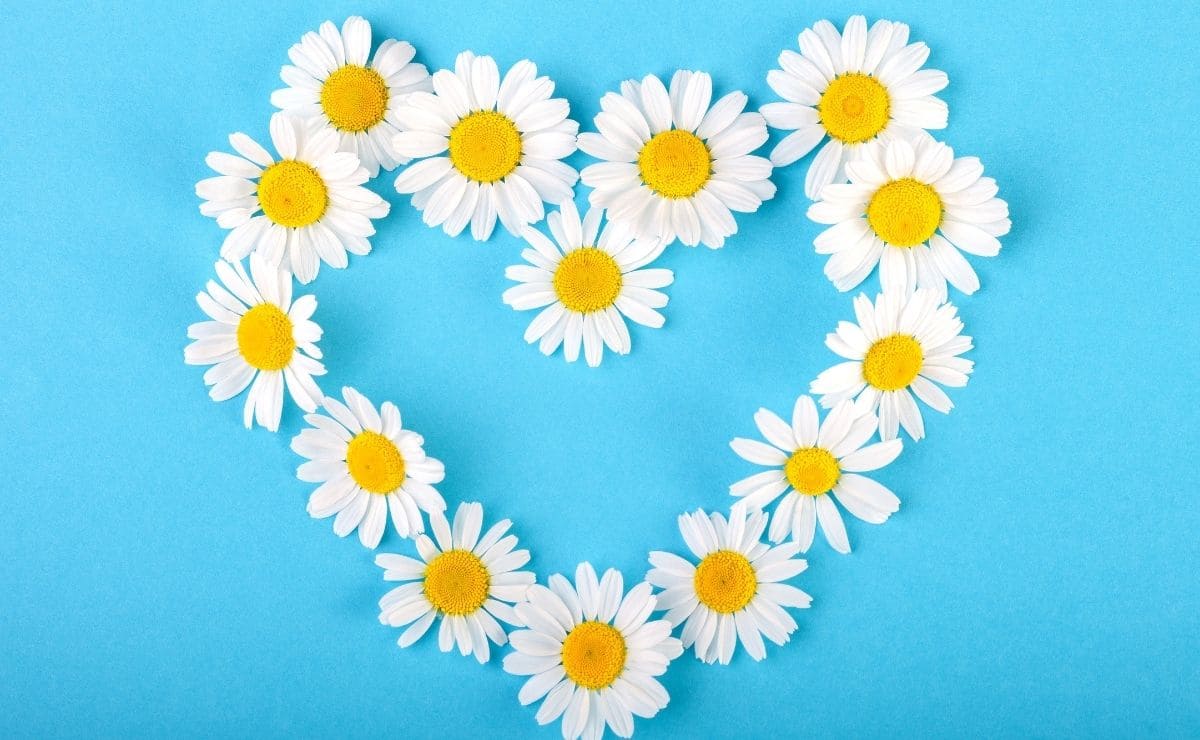 Qué beneficios tiene la manzanilla para la salud del corazón?
