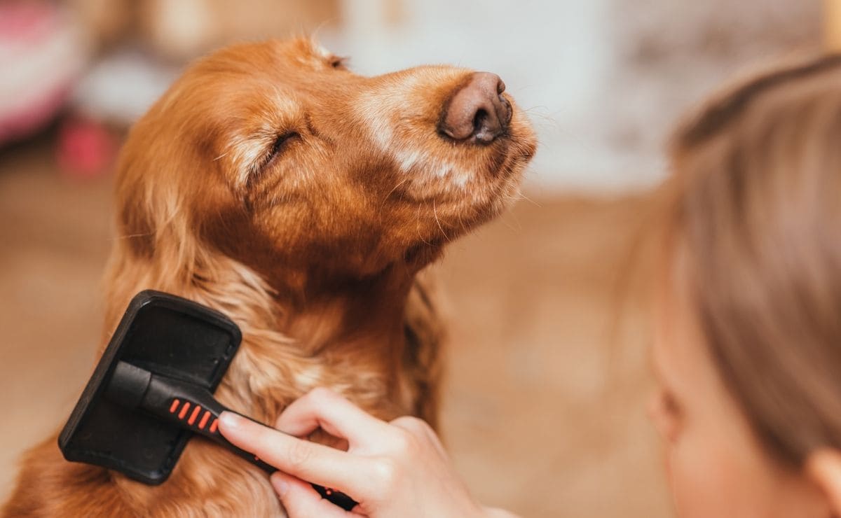 Estas son las multas más caras de la Ley de Bienestar Animal