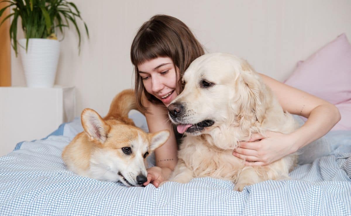 mascota perro gato dni documento nacional identidad hogar familia