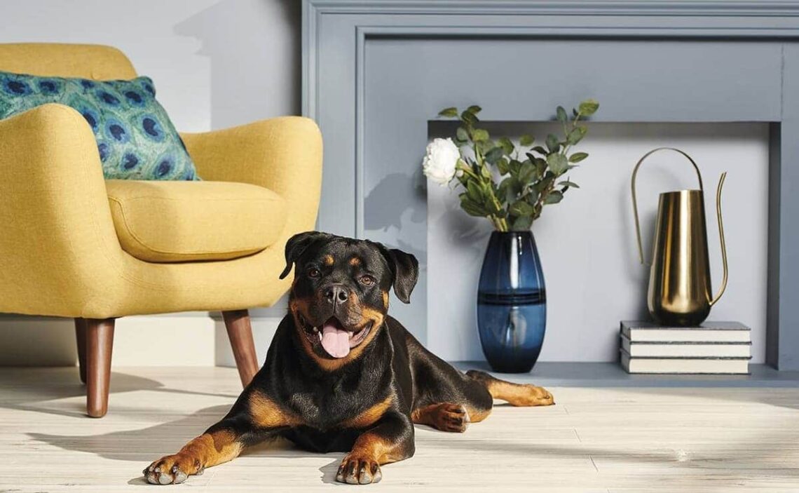 El Corte Inglés Ofertas Mascotas Navidad