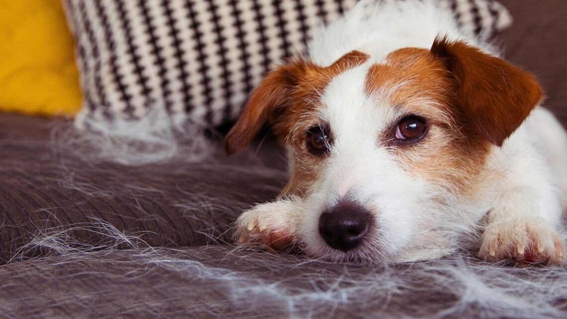 Por fin el sofá limpio y fuera de pelos de mascotas. El producto más vendido  de  es tu solución