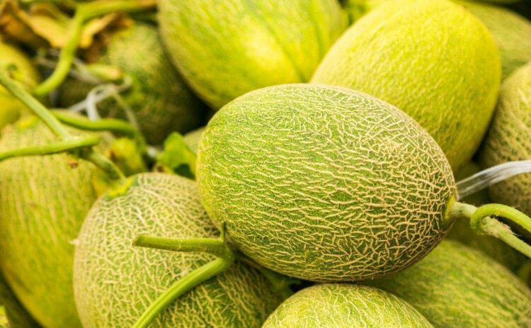 melón cáscara fruta piel caducar estado comer alimento dieta azúcar