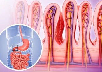 microbiota bacterias