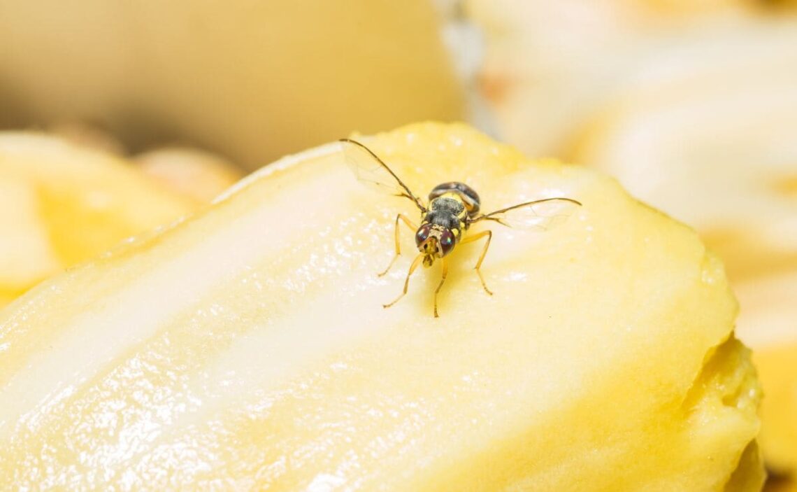Cómo eliminar las moscas de la fruta