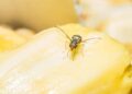 Cómo eliminar las moscas de la fruta