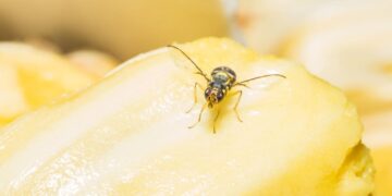 Cómo eliminar las moscas de la fruta