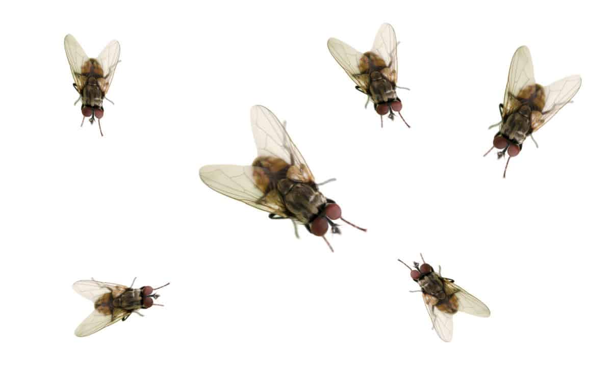 mosca insecto bicho remedio casero natural