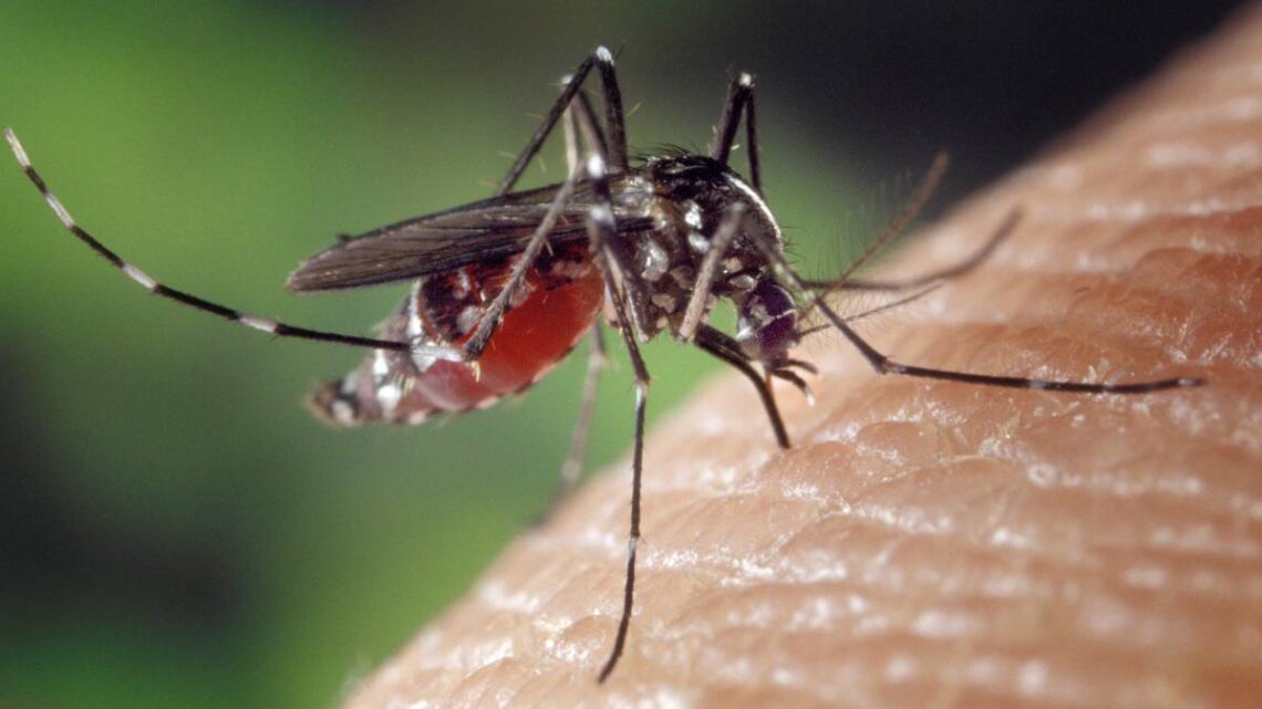 Mosquito que transmite el Virus del Nilo