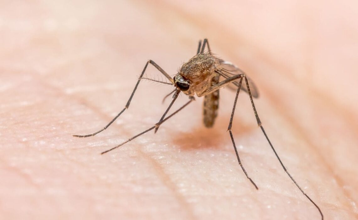 La lámpara mata mosquitos de Decathlon es eficaz contra estos insectos