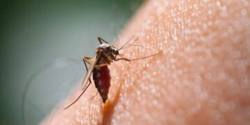 mosquito plaga remedio natural picor insecto verano piel