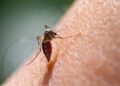 OCU, mosquitos