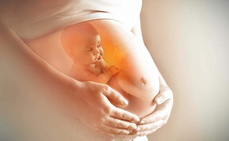 mujer embarazada 3d metabolismo bebé