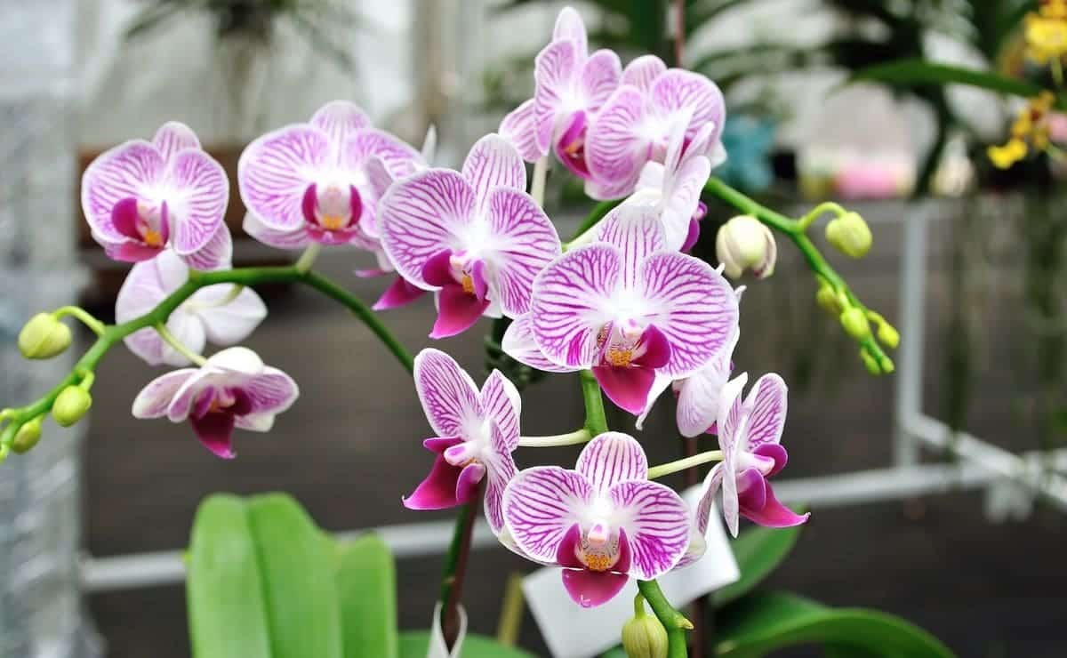 La orquídea es la planta de la buena fortuna por excelencia