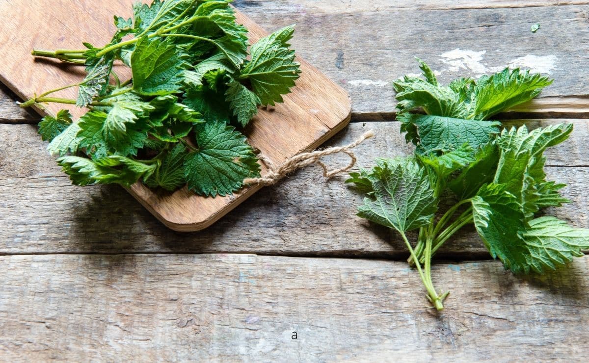 La ortiga es una planta muy beneficiosa como remedio natural para los cartílagos