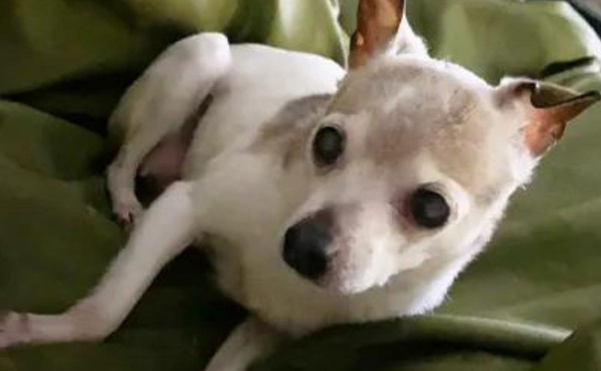 Pebbles, la perra más longeva del Libro Guinness de récords mundiales