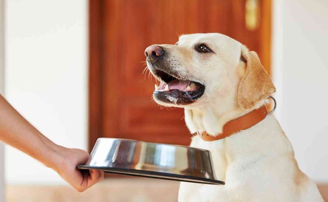 Estos son los 5 alimentos prohibidos para los perros 