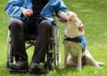 Labrador guide dog and his disabled owner on green grass.