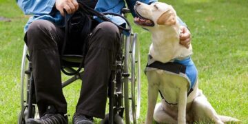 Labrador guide dog and his disabled owner on green grass.